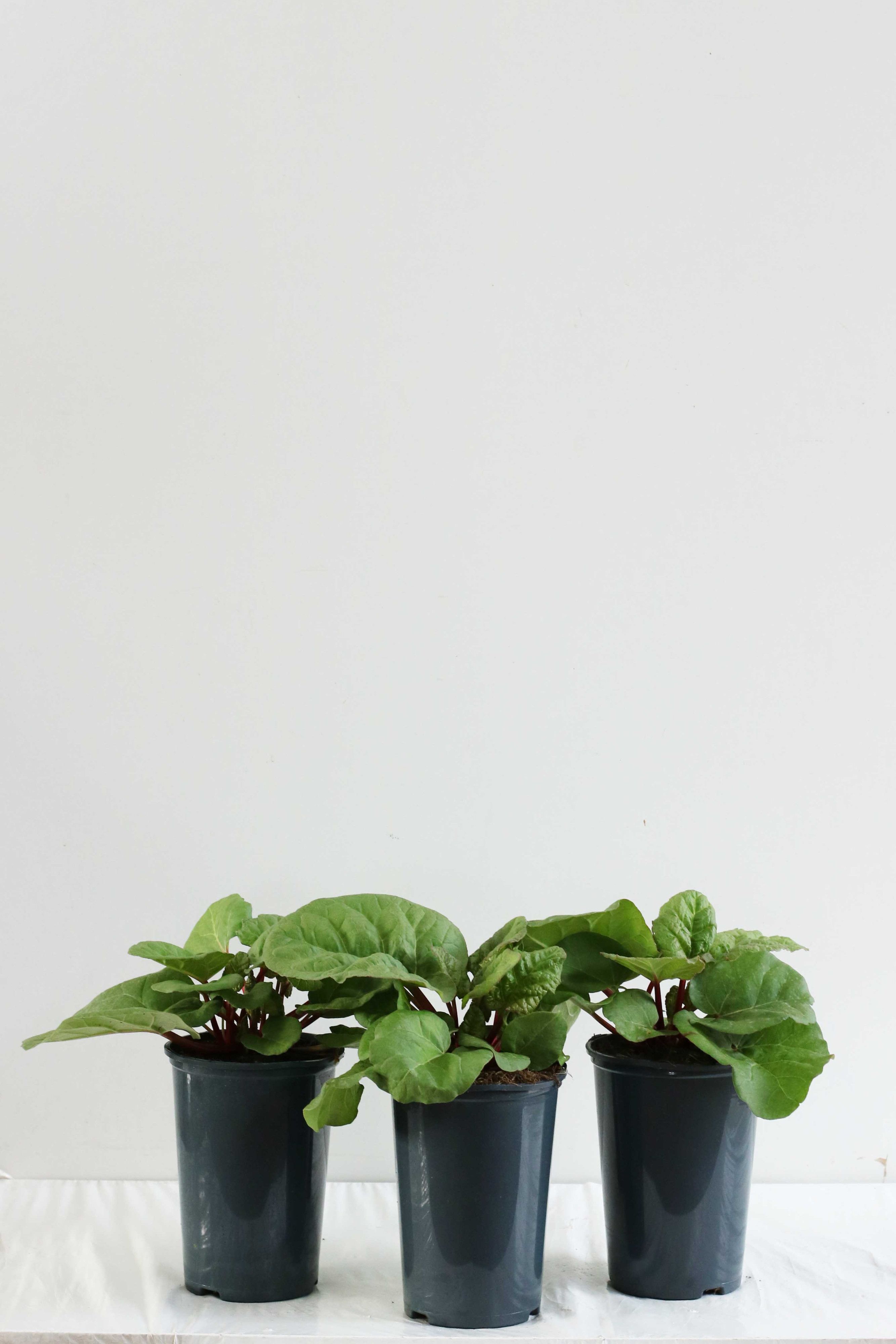 Rheum rhab.'Fulton's Strawberry Surprise'