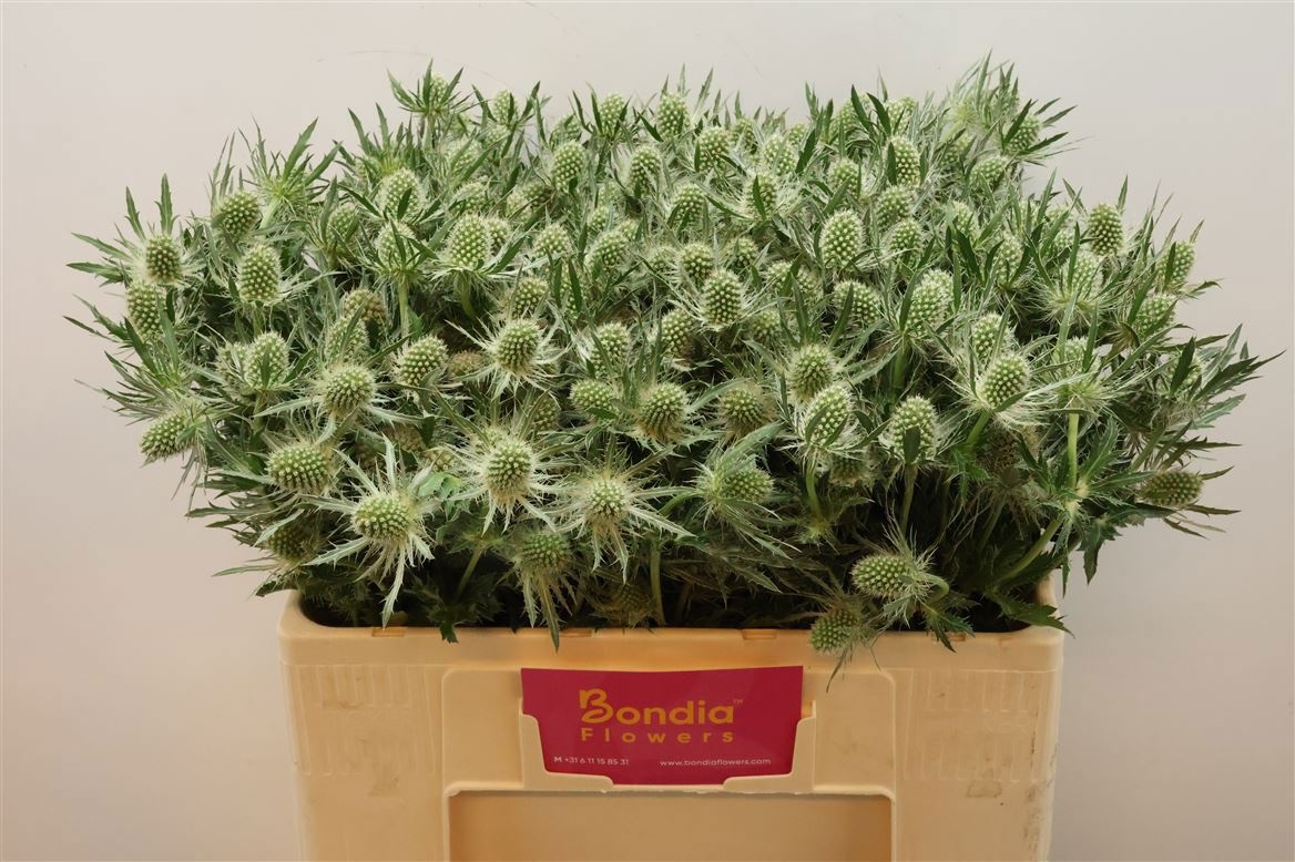 Eryngium White Lagoon 50cm