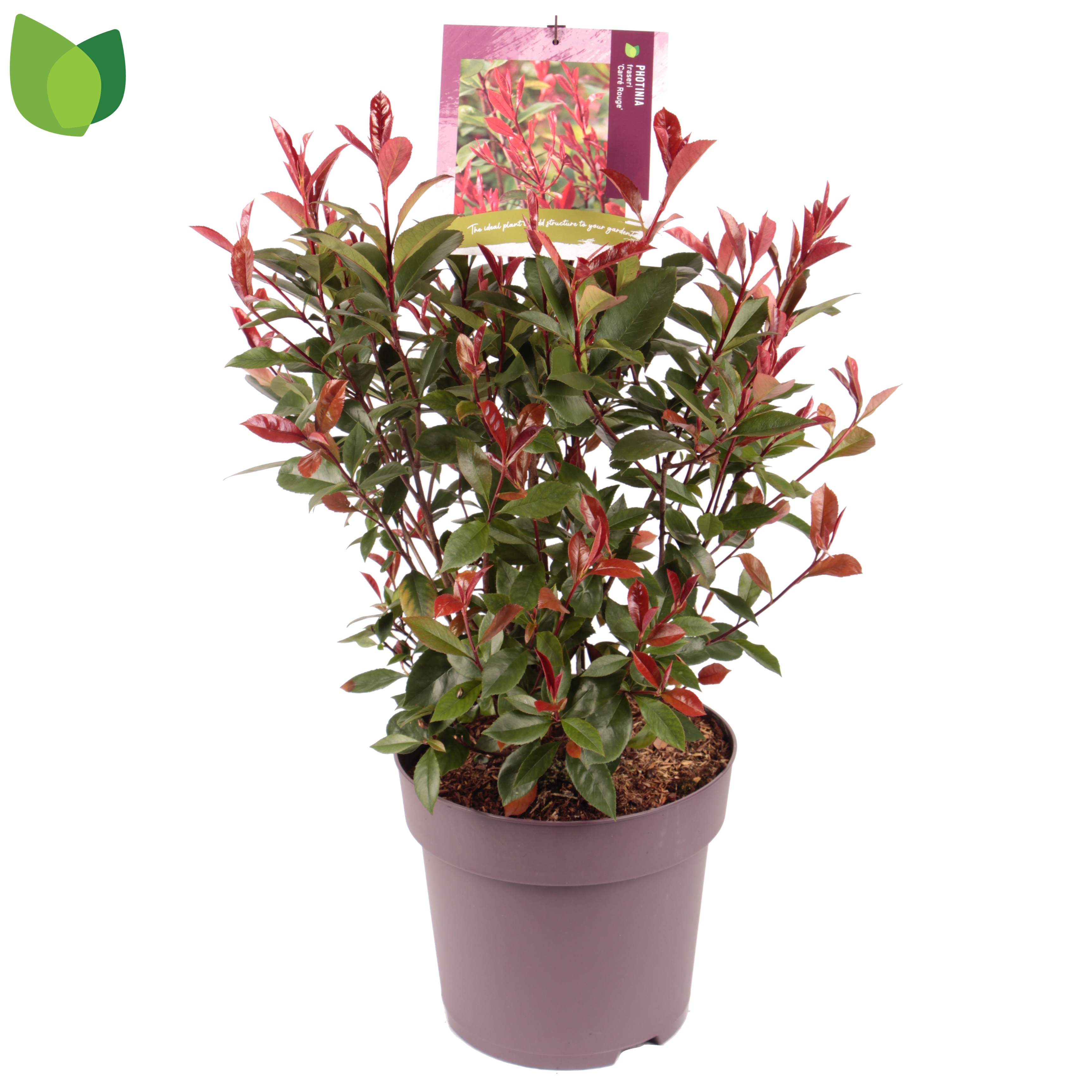 Picture of Photinia fraseri Carre Rouge P29 (10 Ltr)