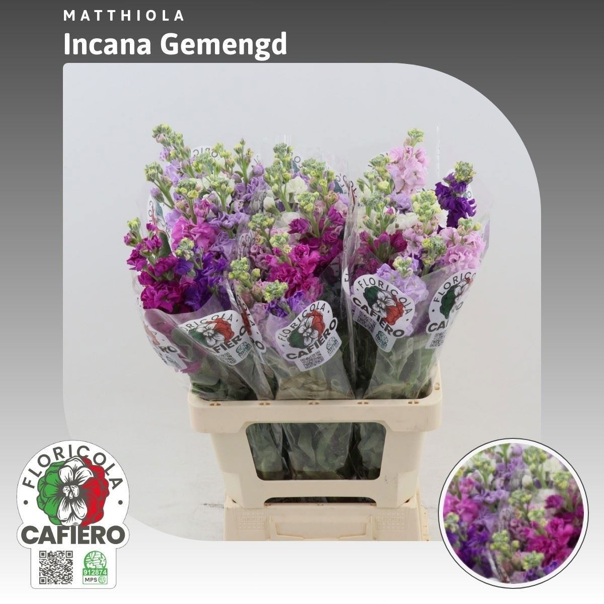 Matthiola Mixed 70cm
