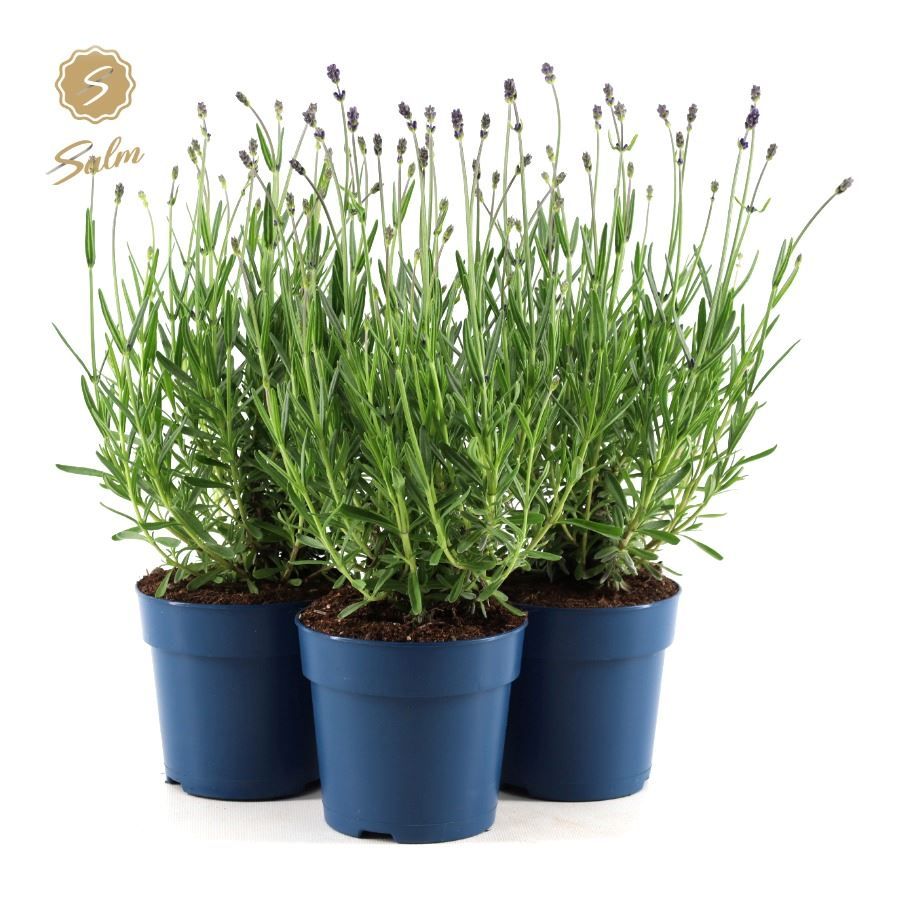 Picture of Lavandula ang. 'Felice Premium Provence'® P12