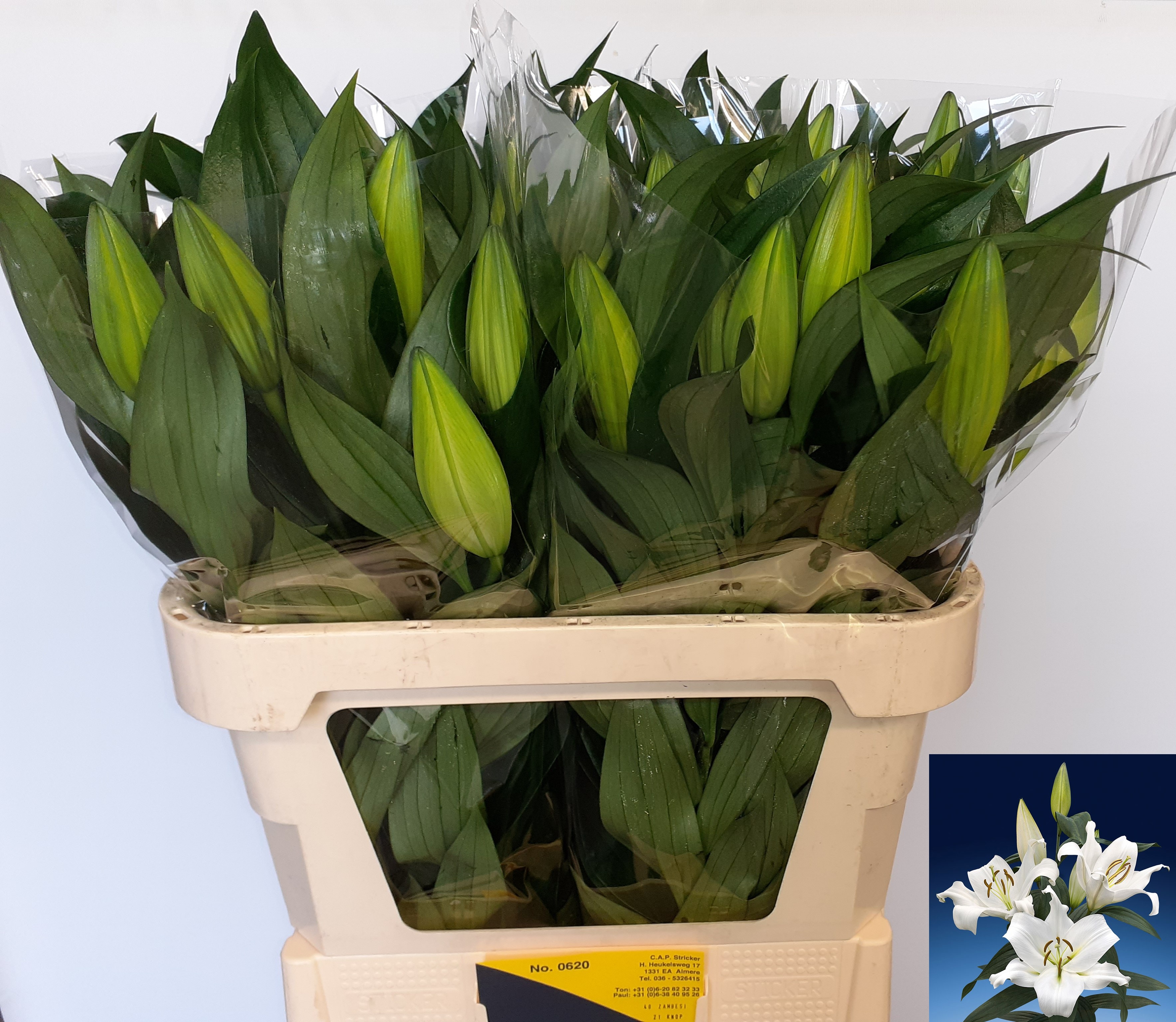 Lilium Ot Zambesi 70cm 2/4bl