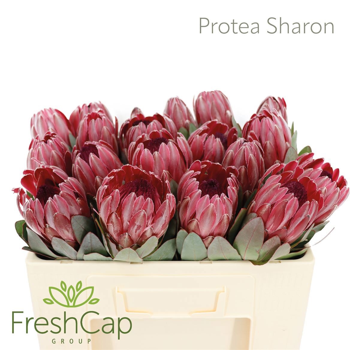 Protea Silvia 50cm