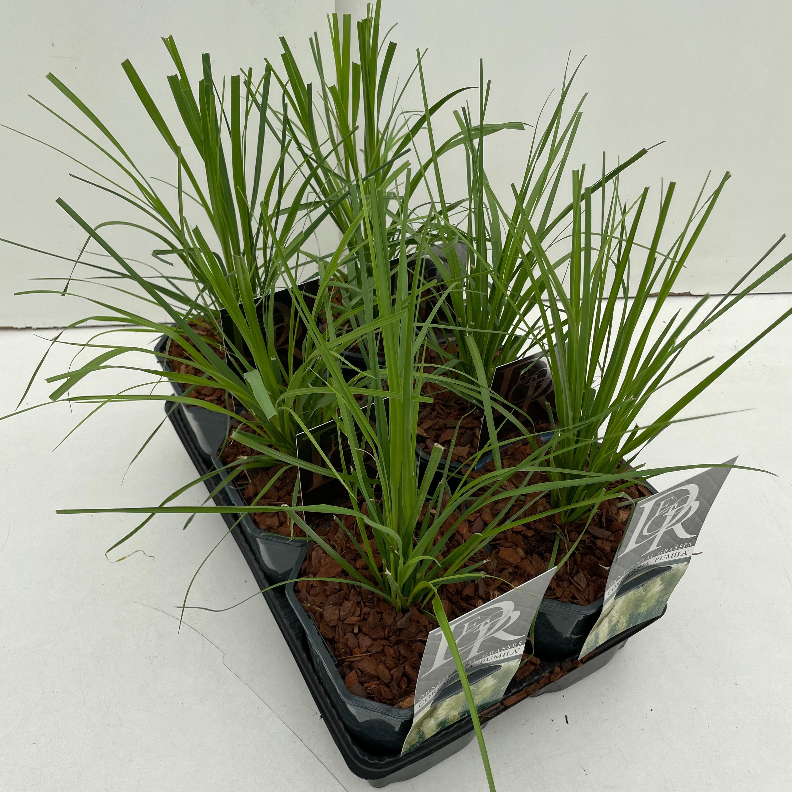 Cortaderia mix in tray
