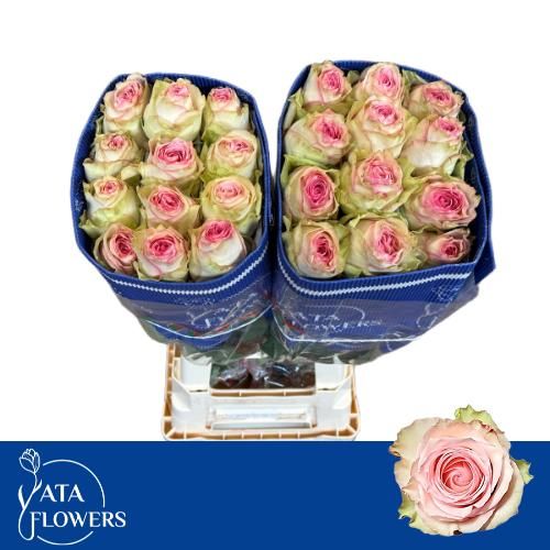 Rosa Esperance 60cm