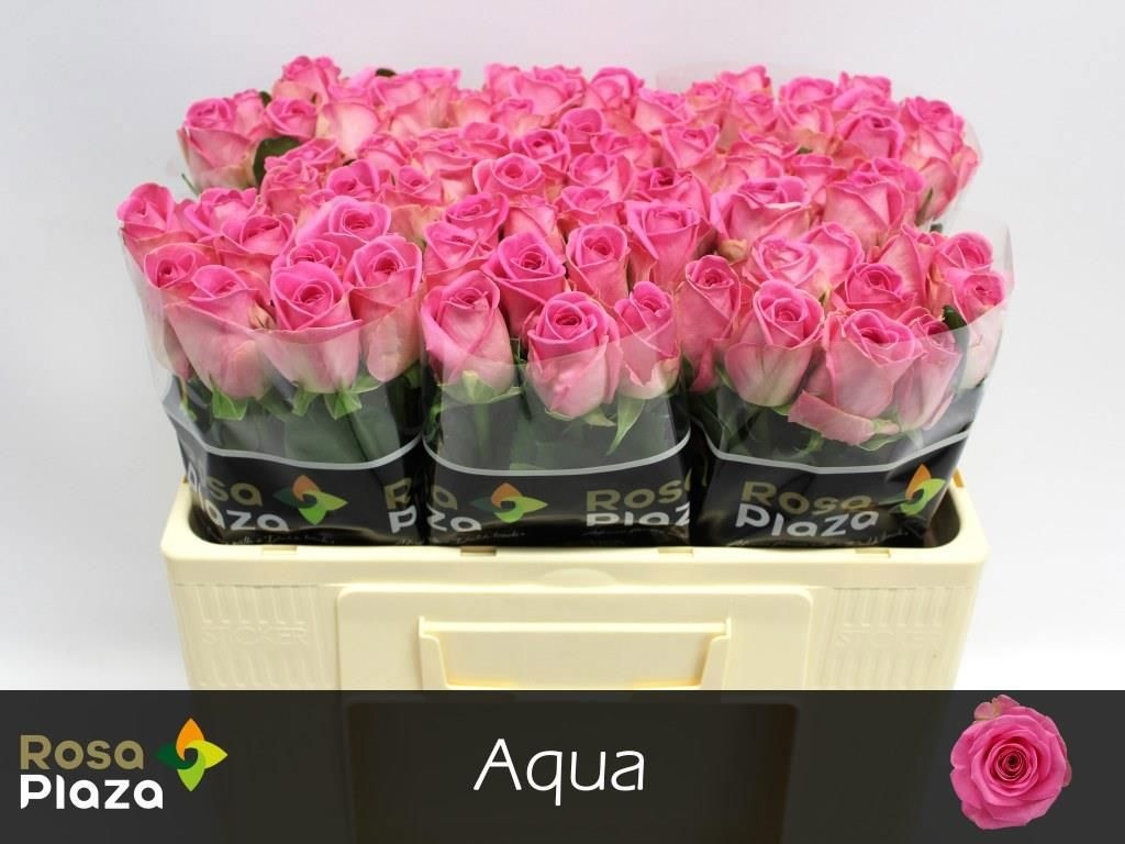 Rosa Aqua 50cm