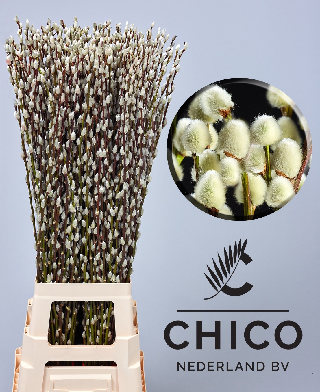 Salix Ca Snow Flake 90cm