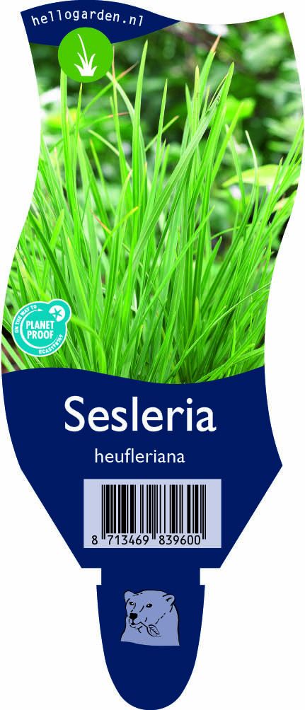 Sesleria heufleriana