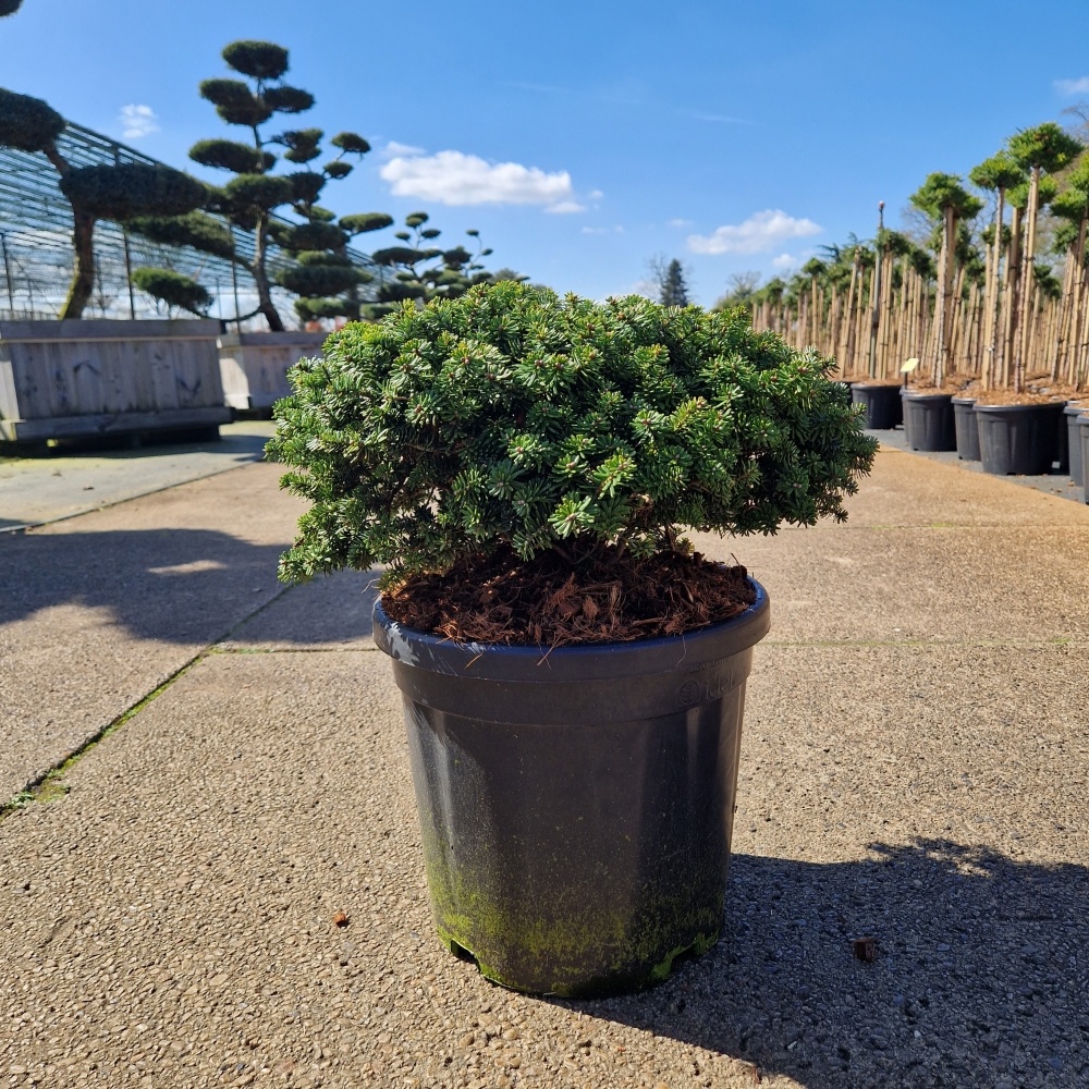 Abies k. 'Brillant'