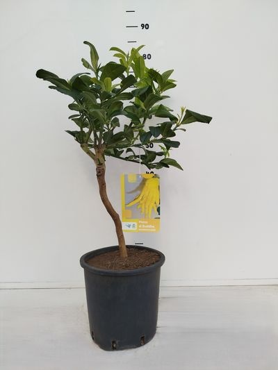 Citrus medica 'Buddha's Hand' & Citrus osbeck - 'Limone Rosso'