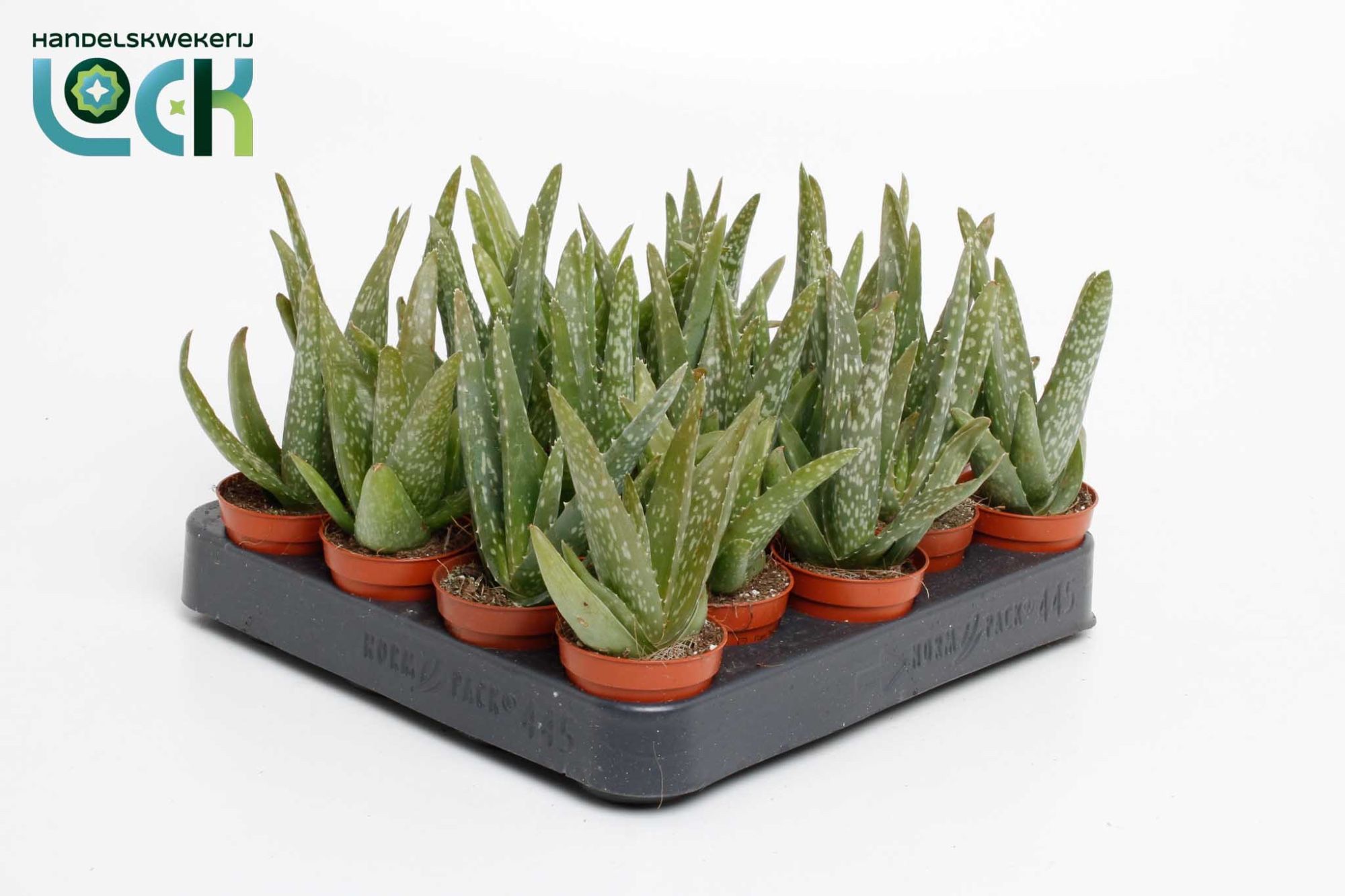 Aloe Overig 505Ø 12cm