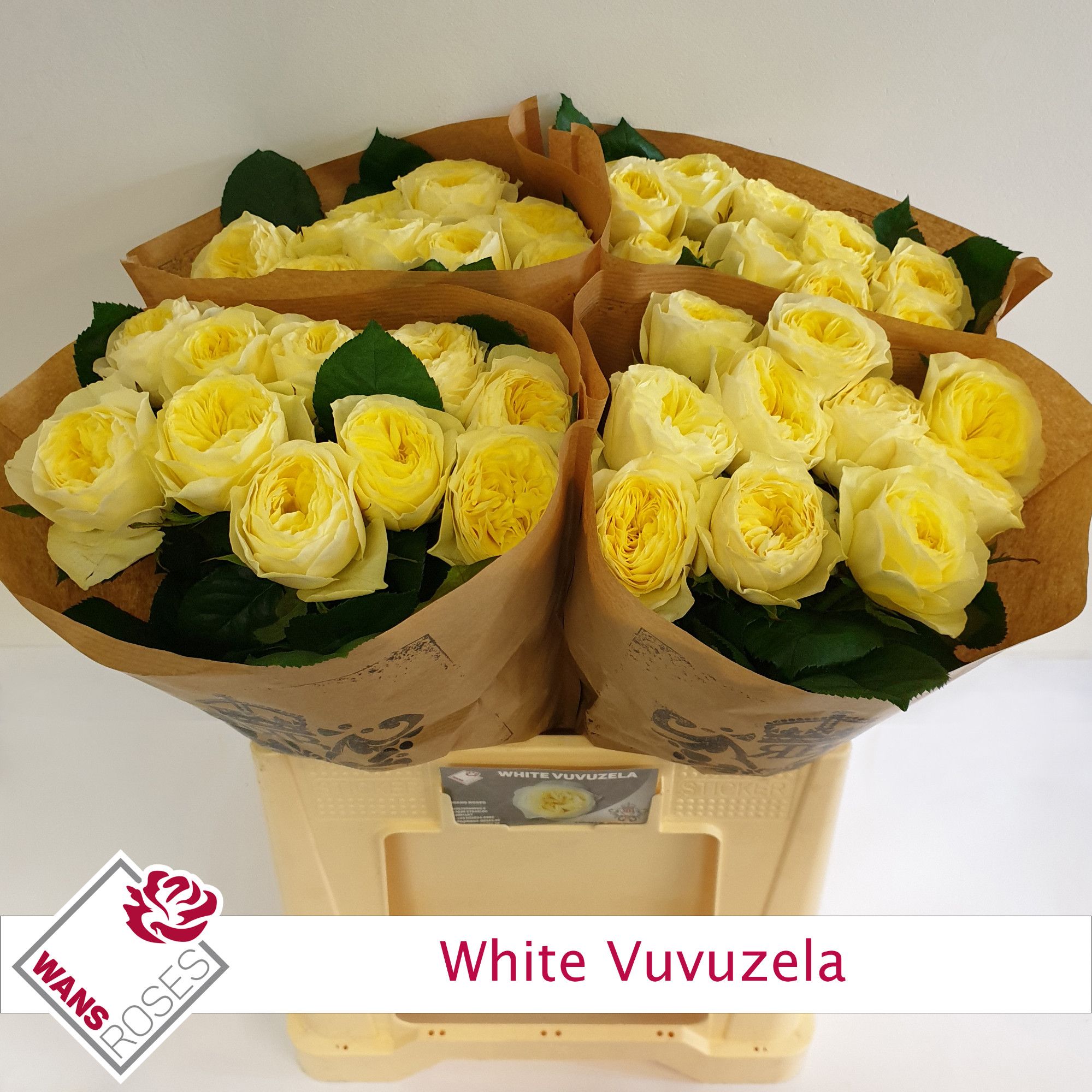 Rosa Garden White Vuvuzela 60cm