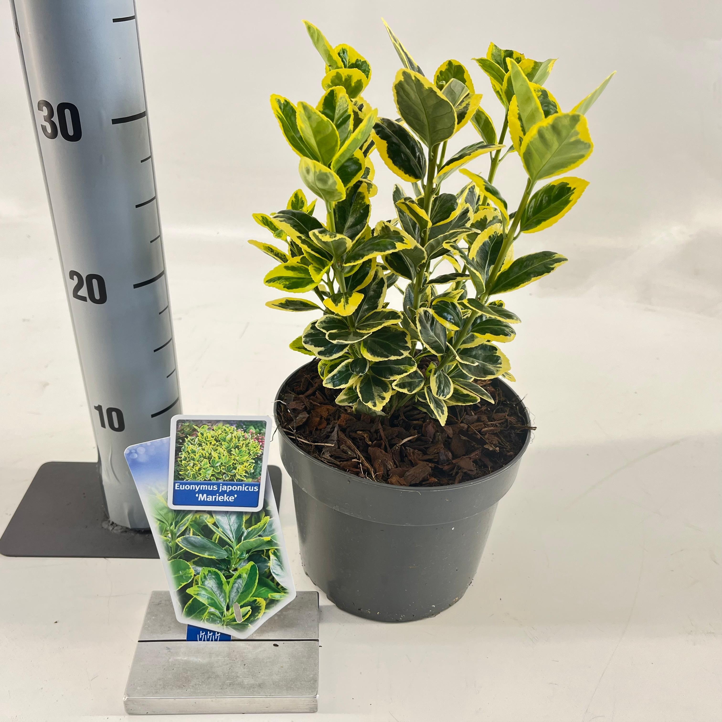 Picture of Euonymus jap. 'Marieke'