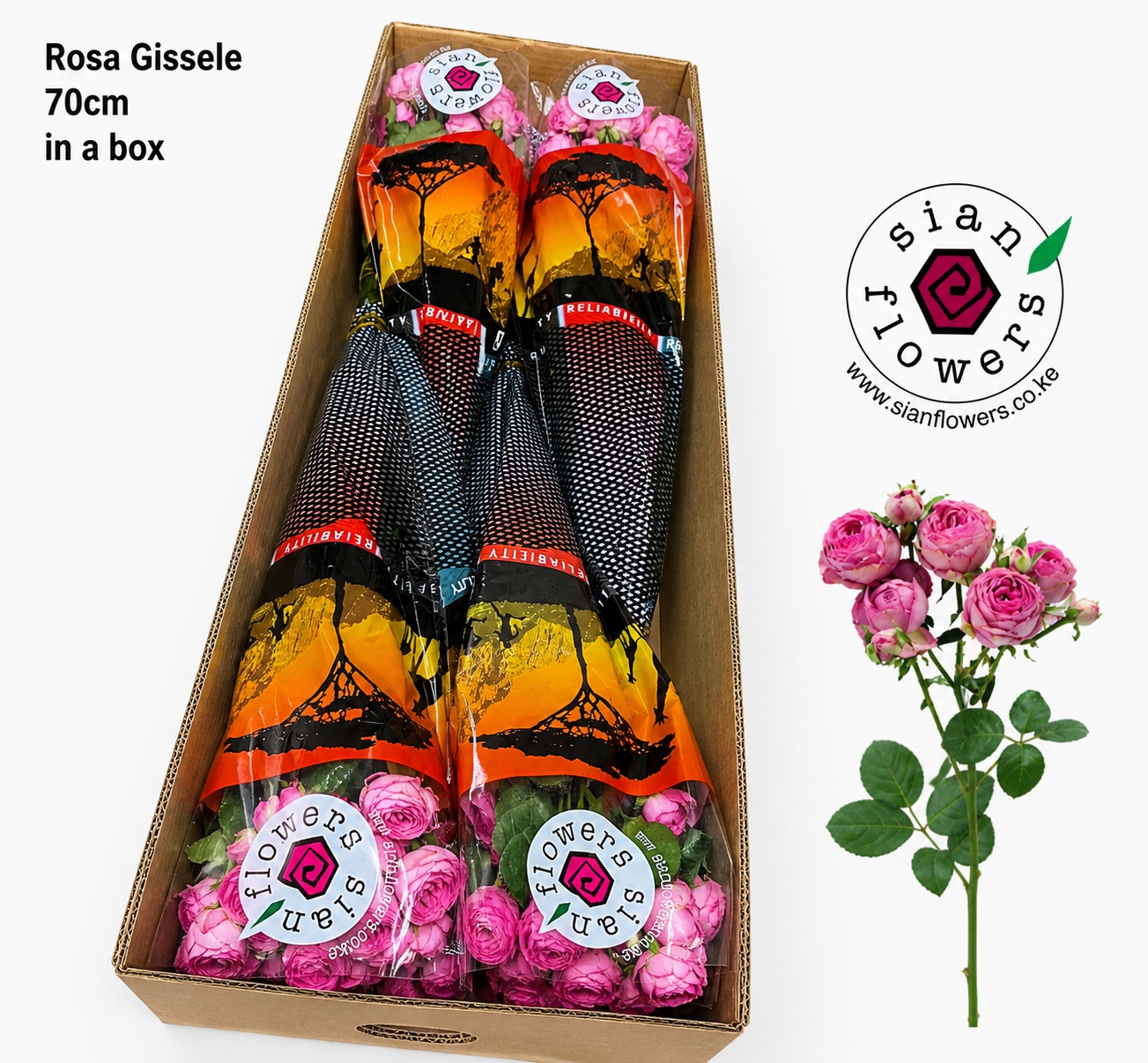 Rosa Spr Giselle 70cm