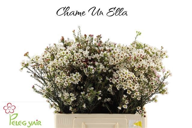 Chamaelaucium Ella 60cm 40gram
