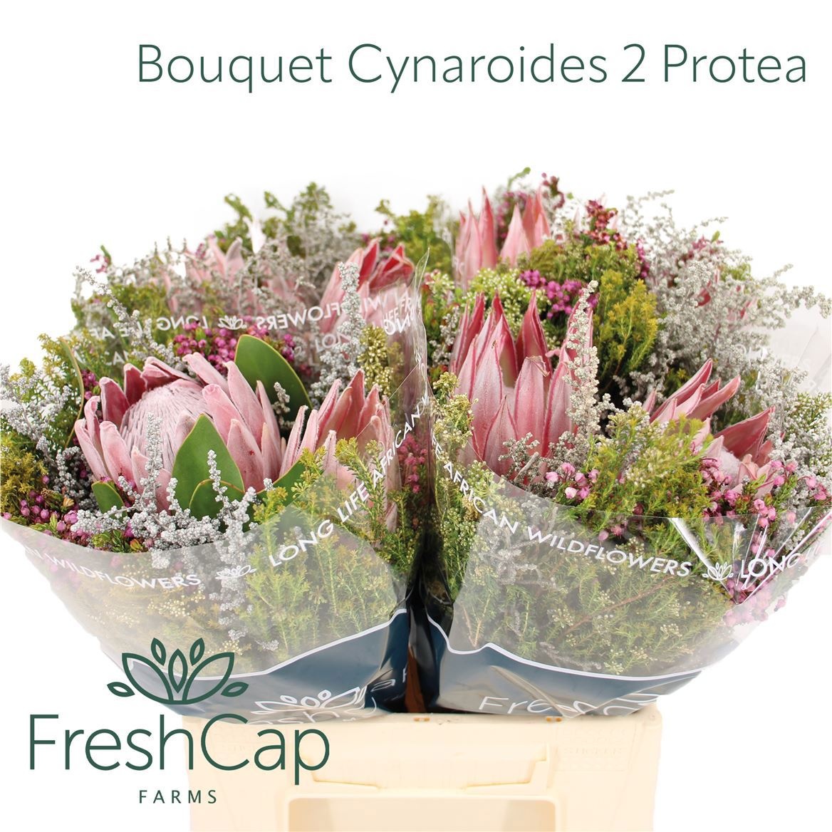 Cape Green Mixed In Bunch (BERZELIA) 40cm