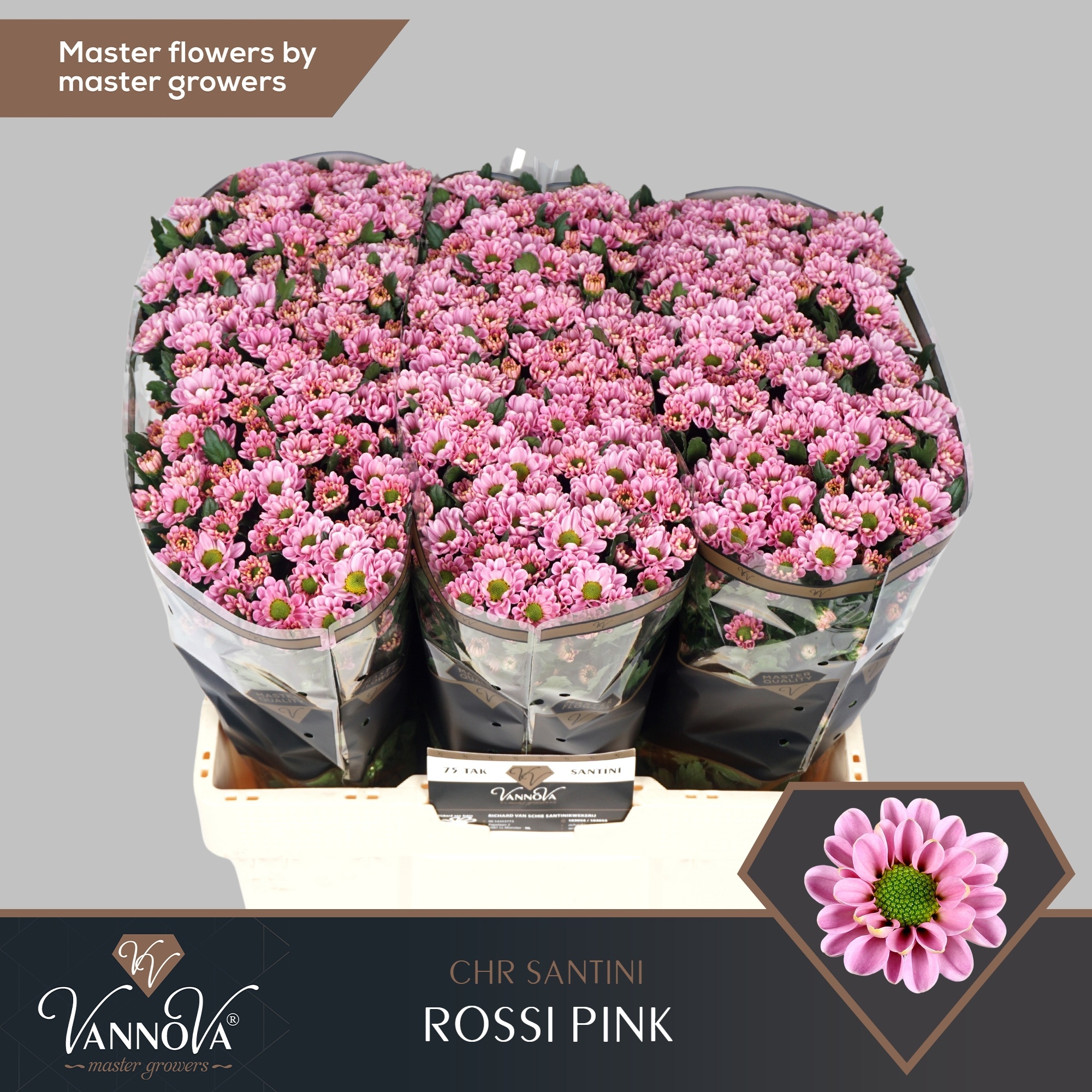 Chr San Rossi Pink