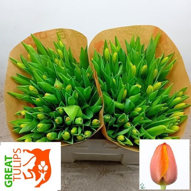 Tulipa Triple A 38cm 46gram