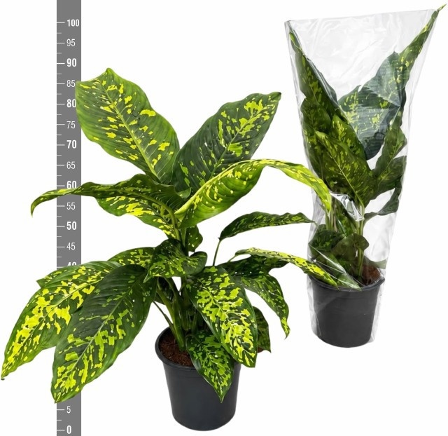 Dieff Ov Spotty 24Ø 95cm