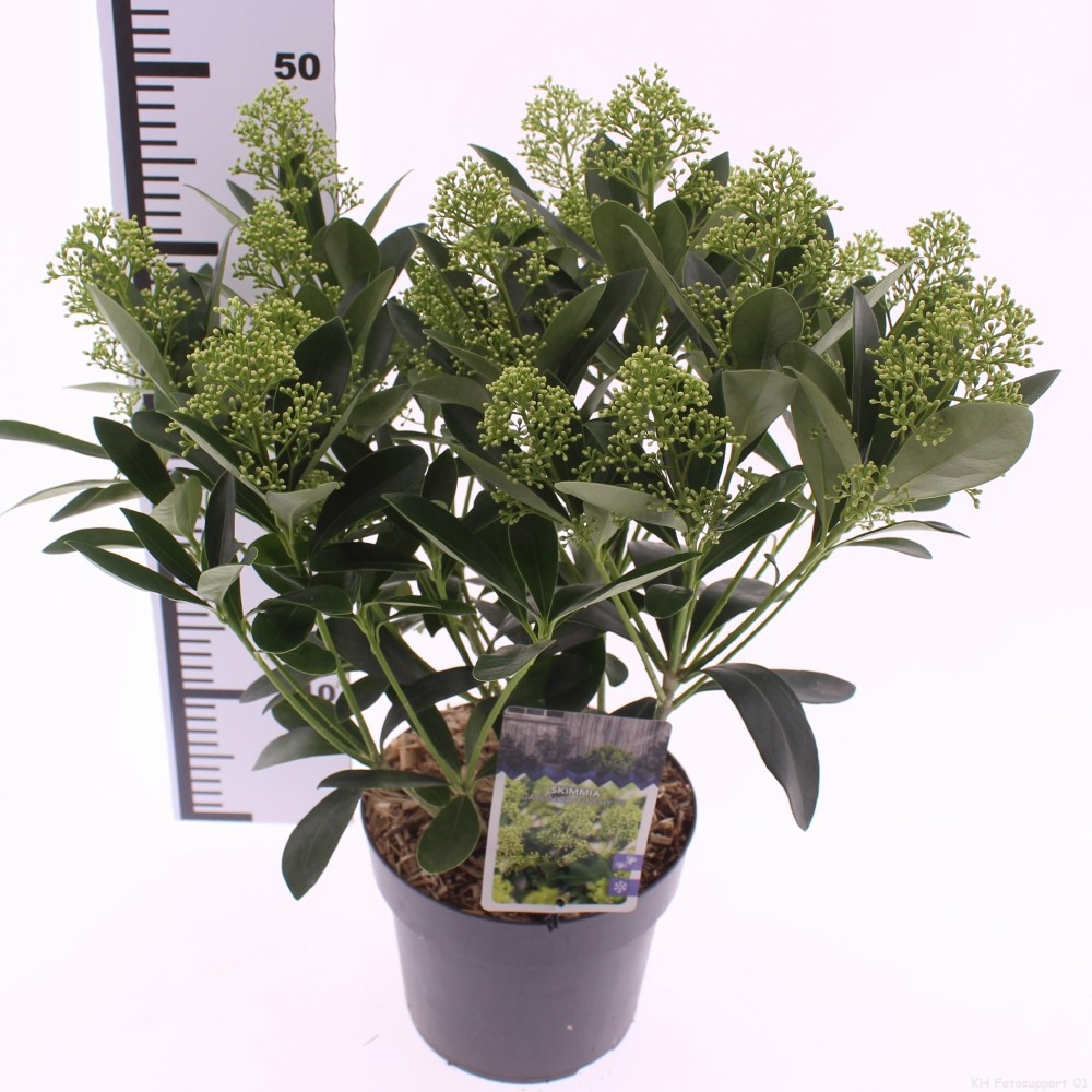 Picture of Skimmia jap. 'Finchy'