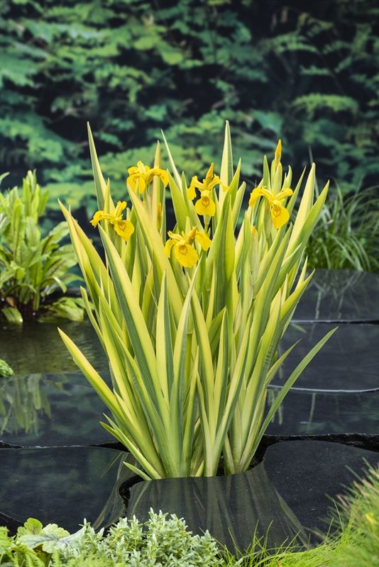 Iris pseudacorus 'Variegata' Variegata | Gardenline
