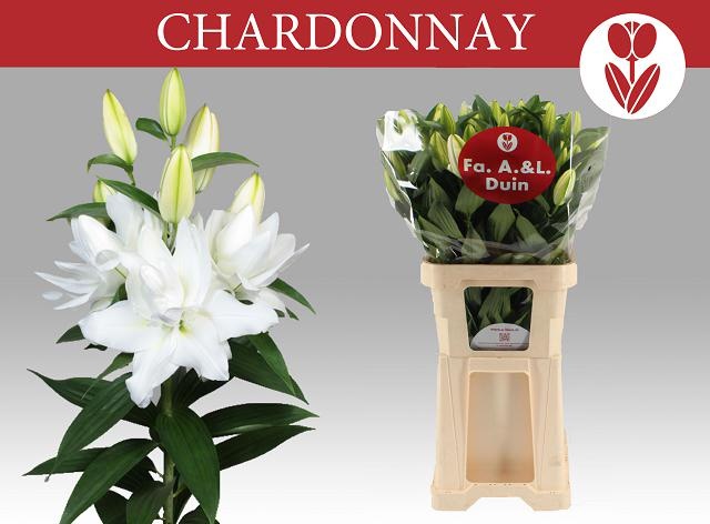 Lilium Or Double Chardonnay 95cm 6/8bl