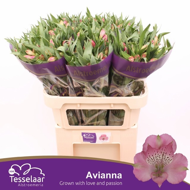 Alstroemeria Avianna ALSTR AVIANNA | OZ Planten