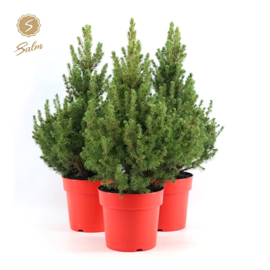 Picture of Picea gl. 'December'® P19 40/50 in Pot Red