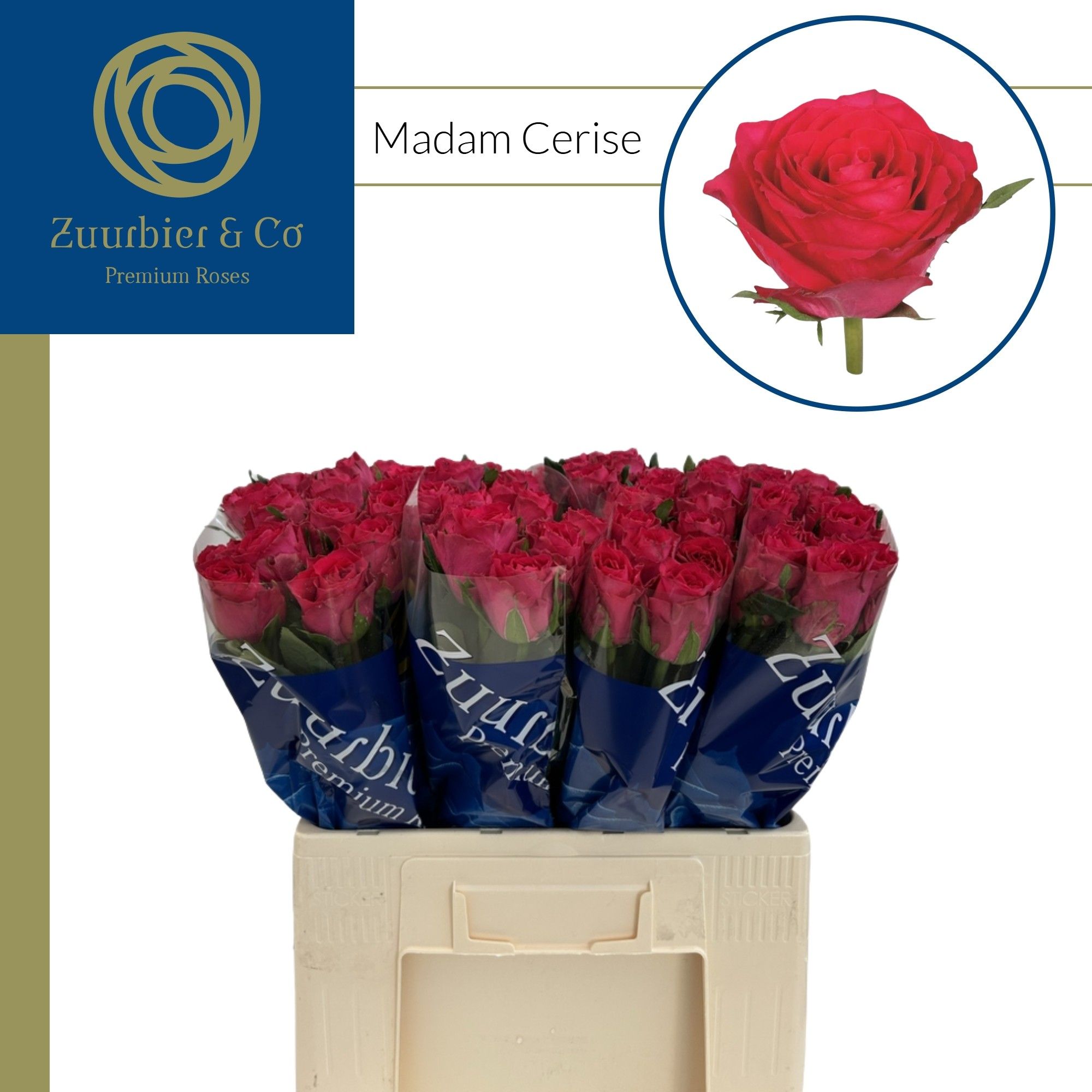 R Gr Madam Cerise