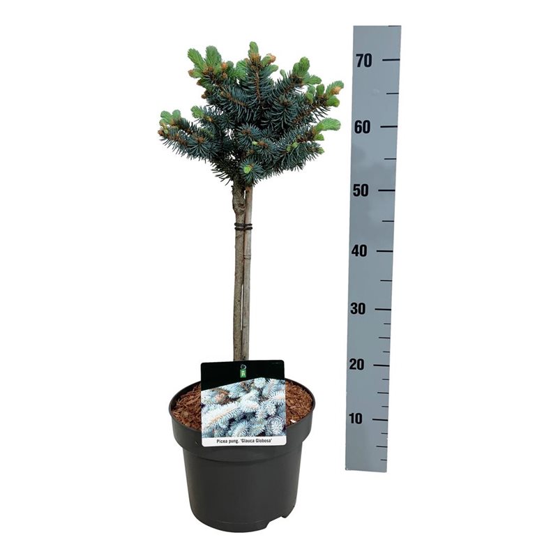 Picture of Picea pung. 'Glauca Globosa'