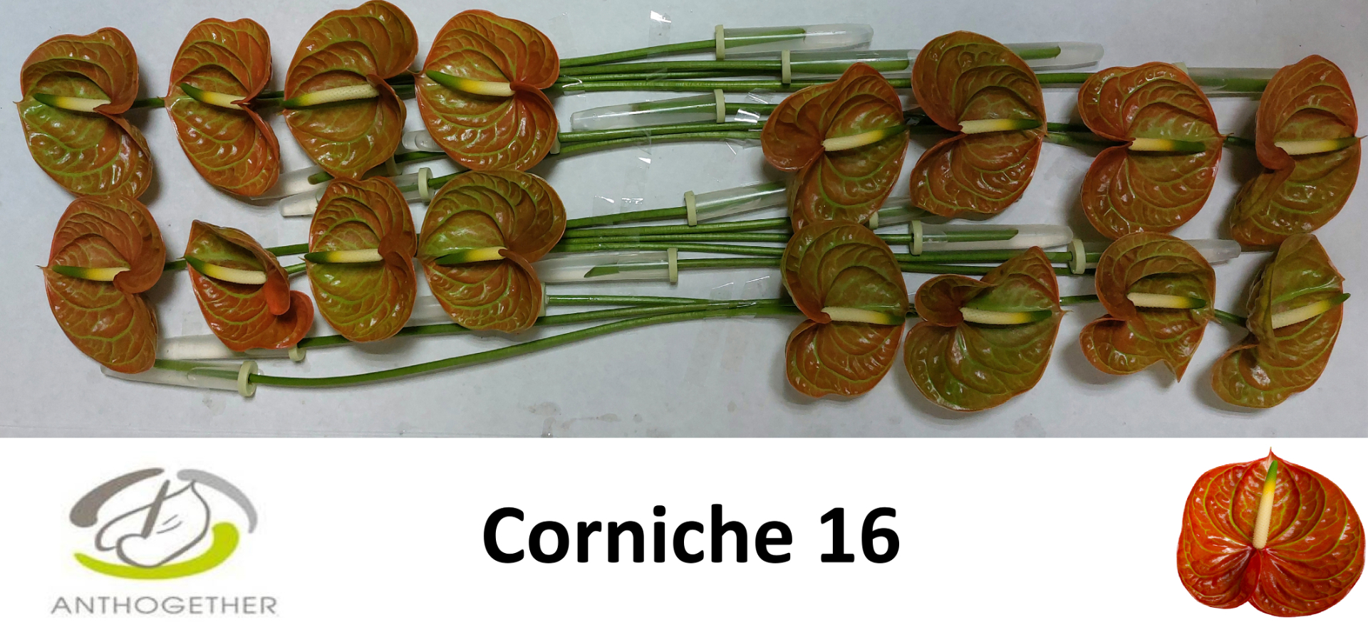 Anth A Corniche