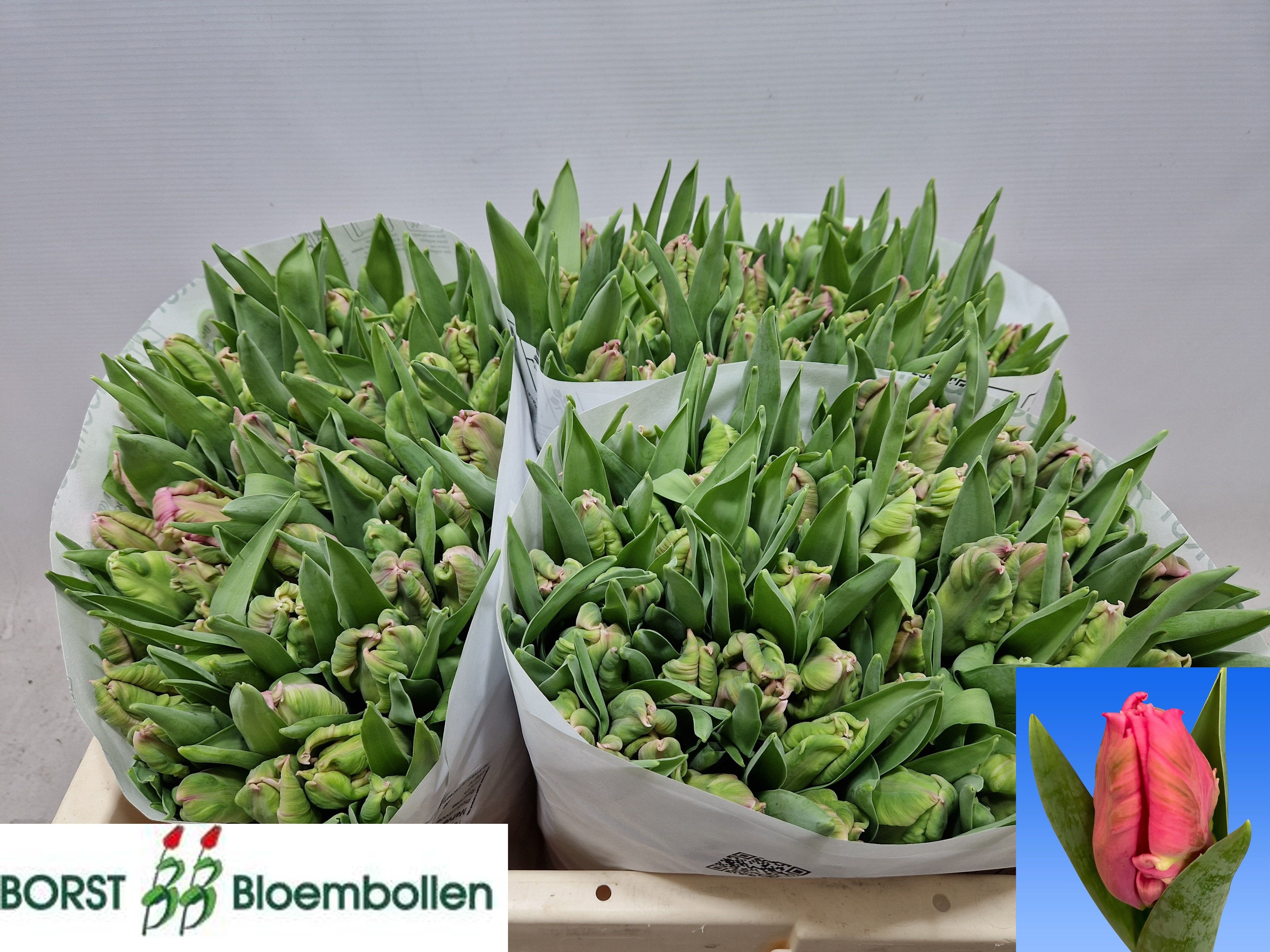 Tulipa Parrot Marvel Parrot 32cm 28gram