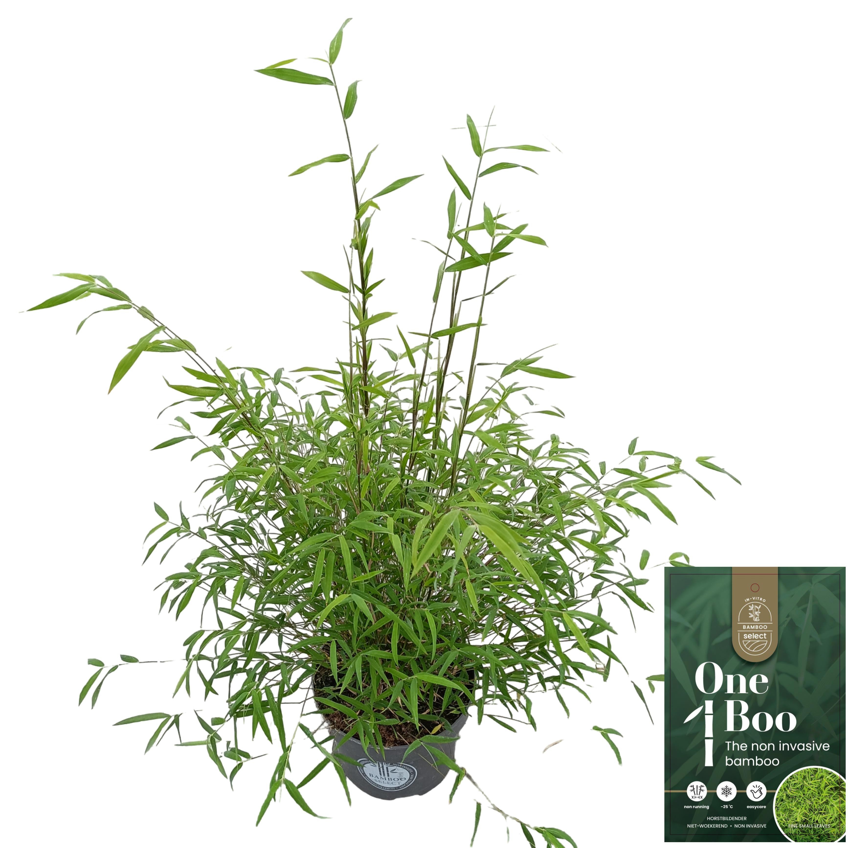 Fargesia 'Angustissima' One Boo™ Silkleaf