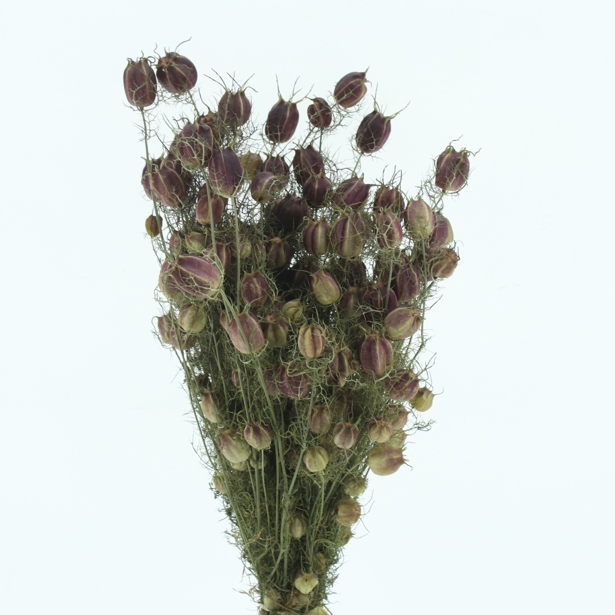 Dried Miscellaneous 50cm