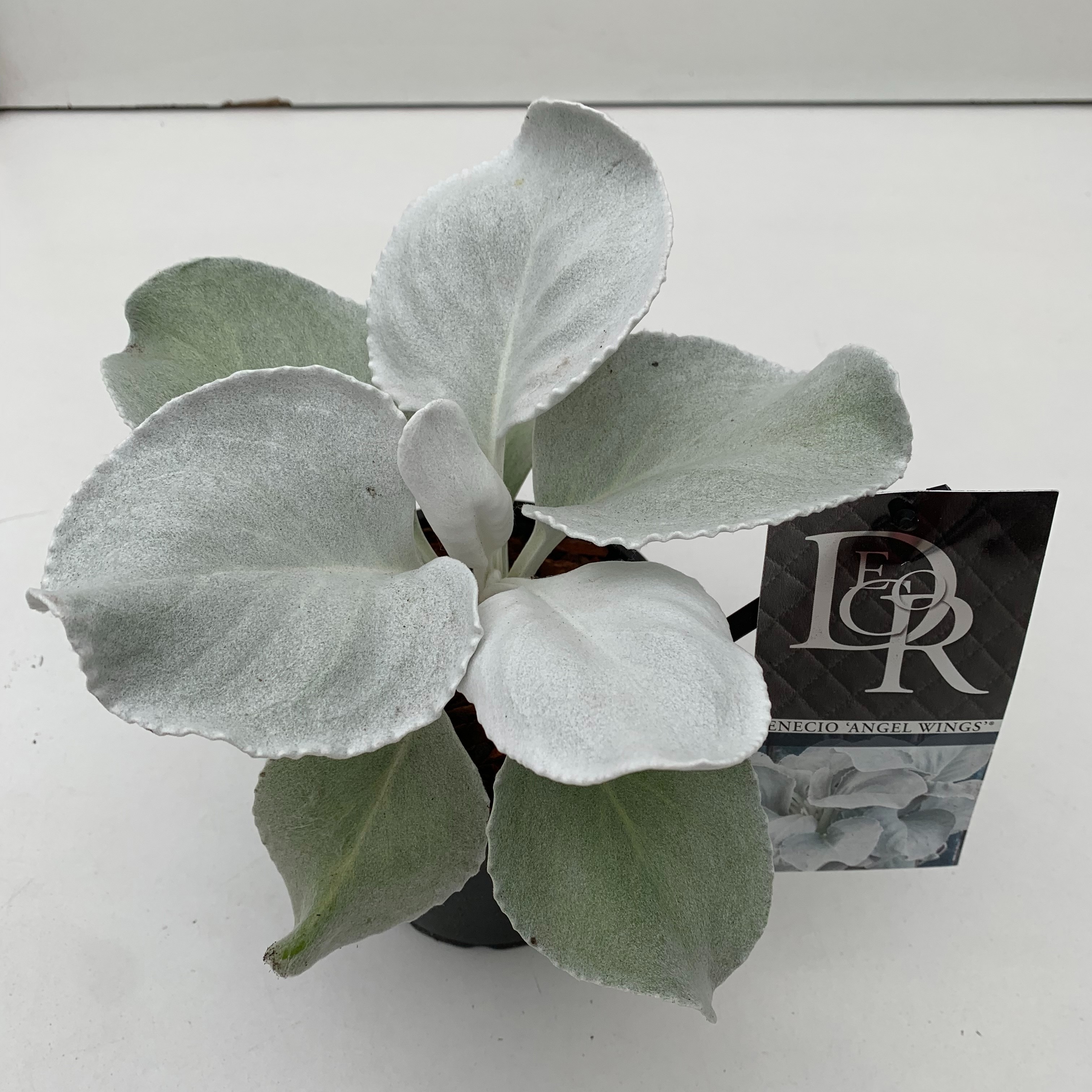 Senecio candicans Angel Wings ('Senaw')