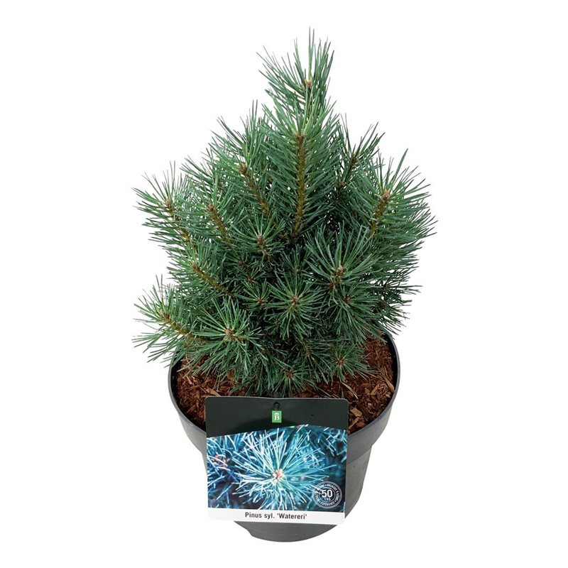 Picture of Pinus sylv. 'Watereri'