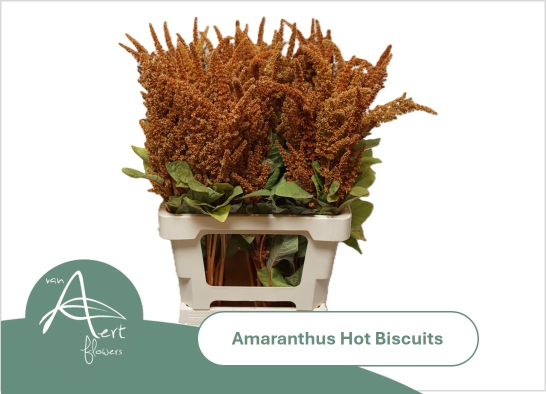 Amaranthus Hot Biscuits 70cm