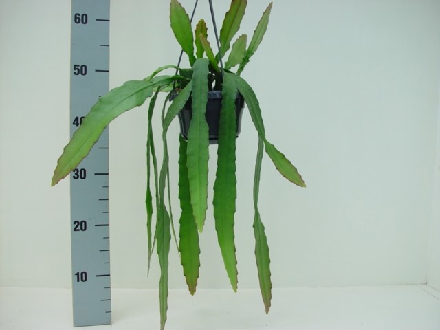 Epiphyllum ackermanii