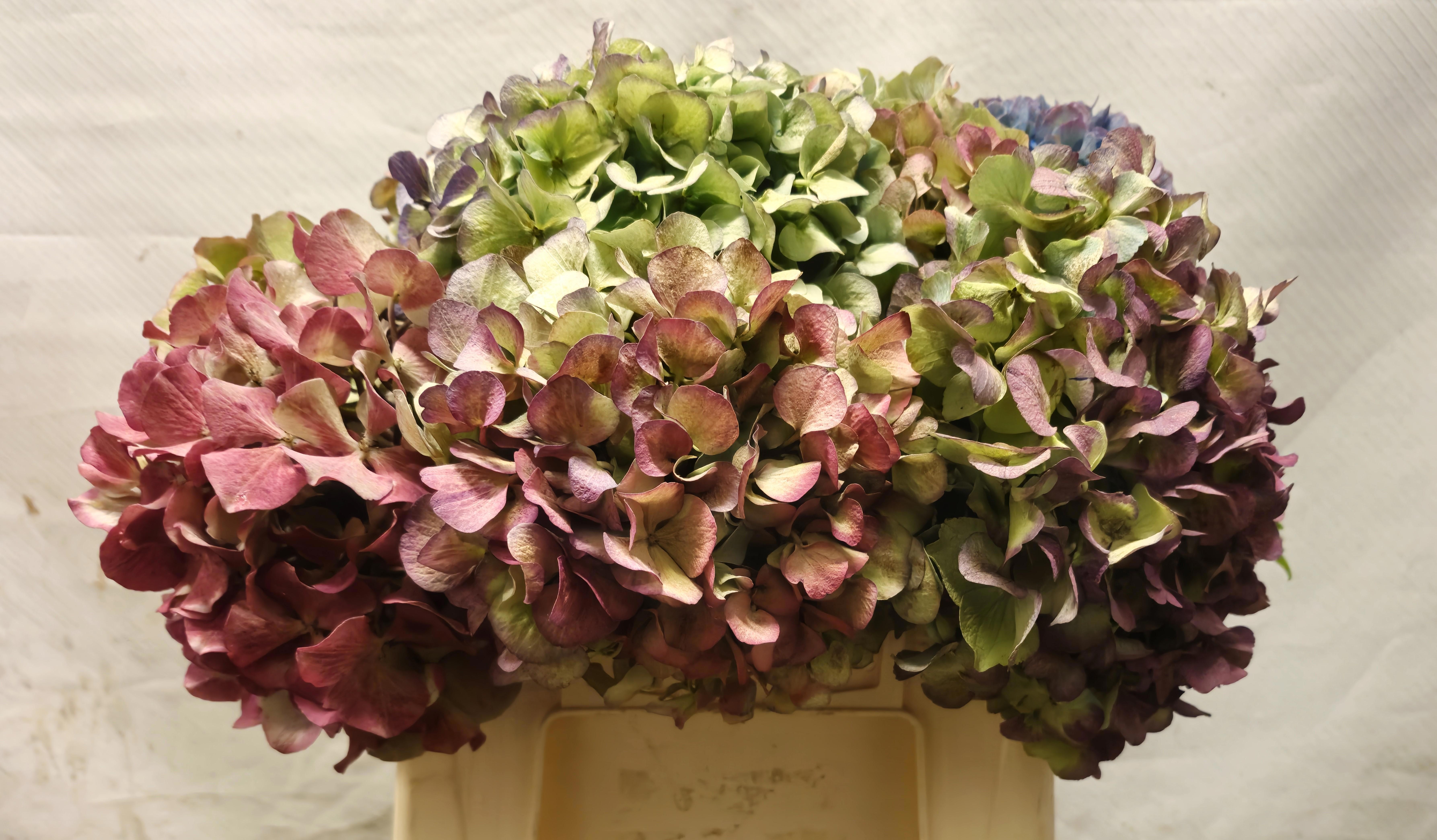Hydrangea Antique 35cm 15Ø