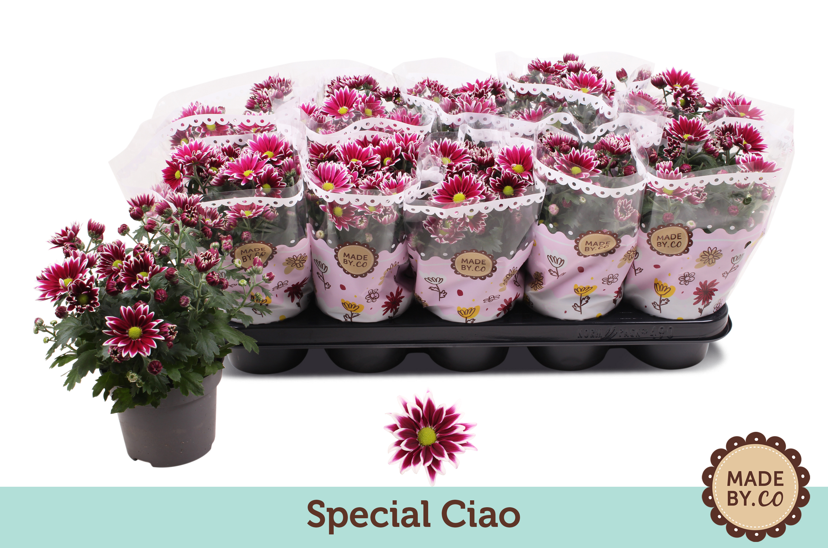 Picture of Chrysant special ciao P12 25CM