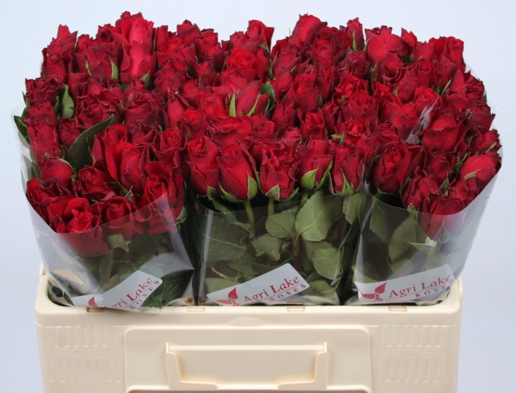 Rosa Upper Class 50cm