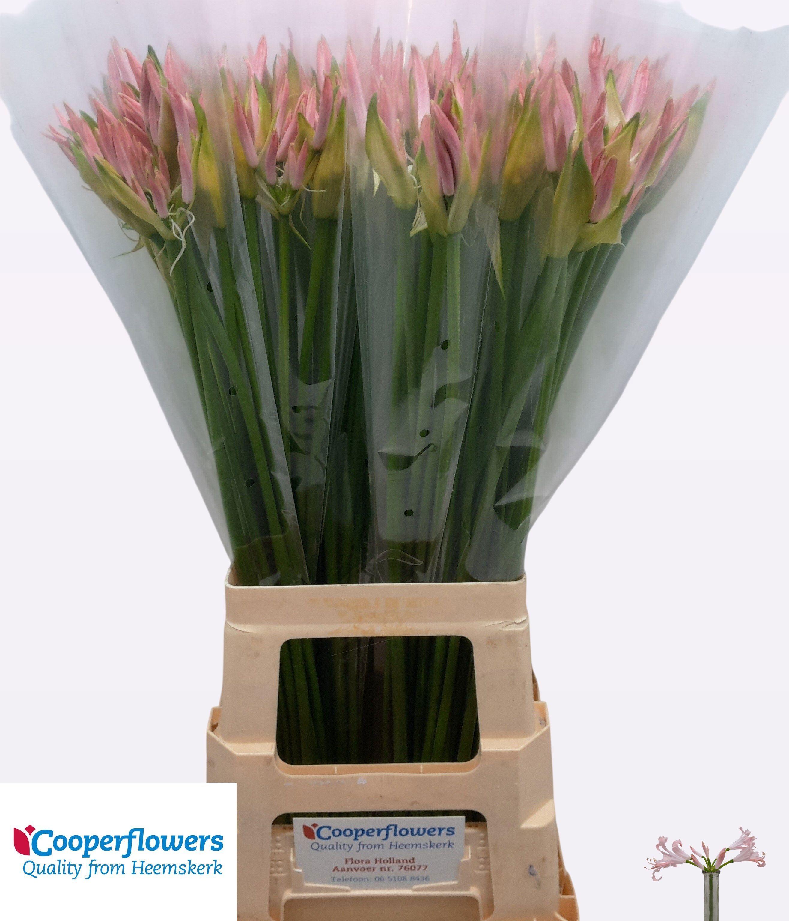 Nerine Vesta K 70cm