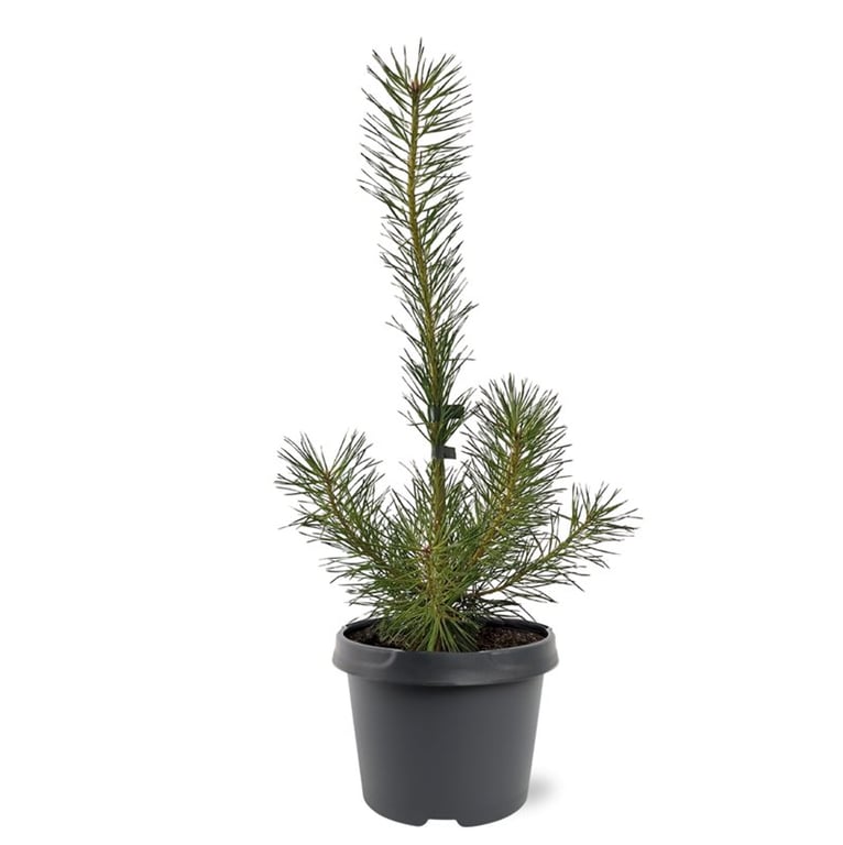 Picture of Pinus sylvestris P19 (3 Ltr) (LOOSE)