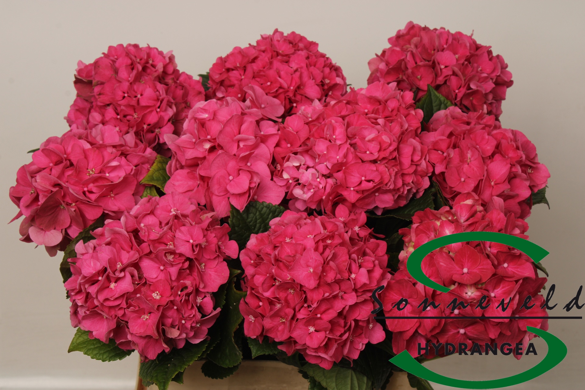 Hydrangea Glowing Alps Pink 60cm 13Ø