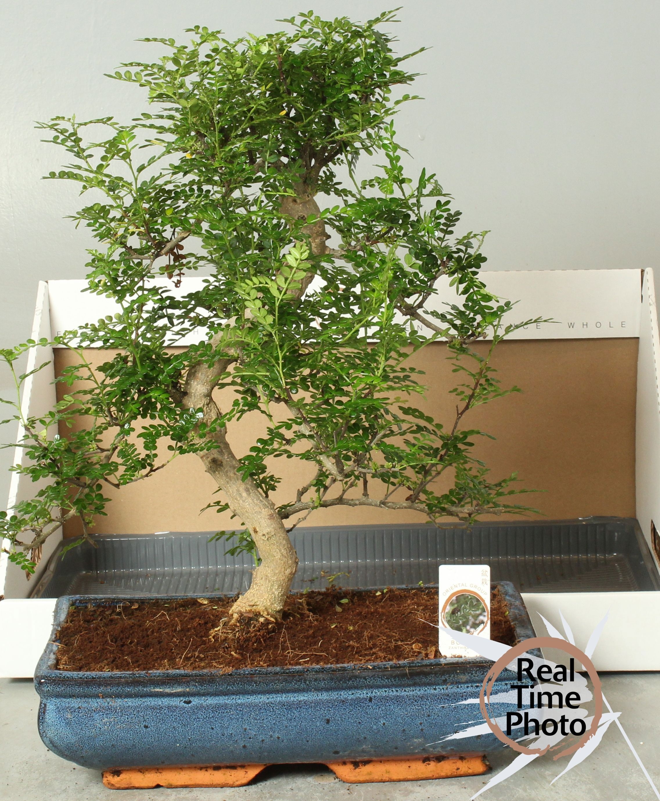 Bonsai mixed a piece BONSAI GEM | Gardenline