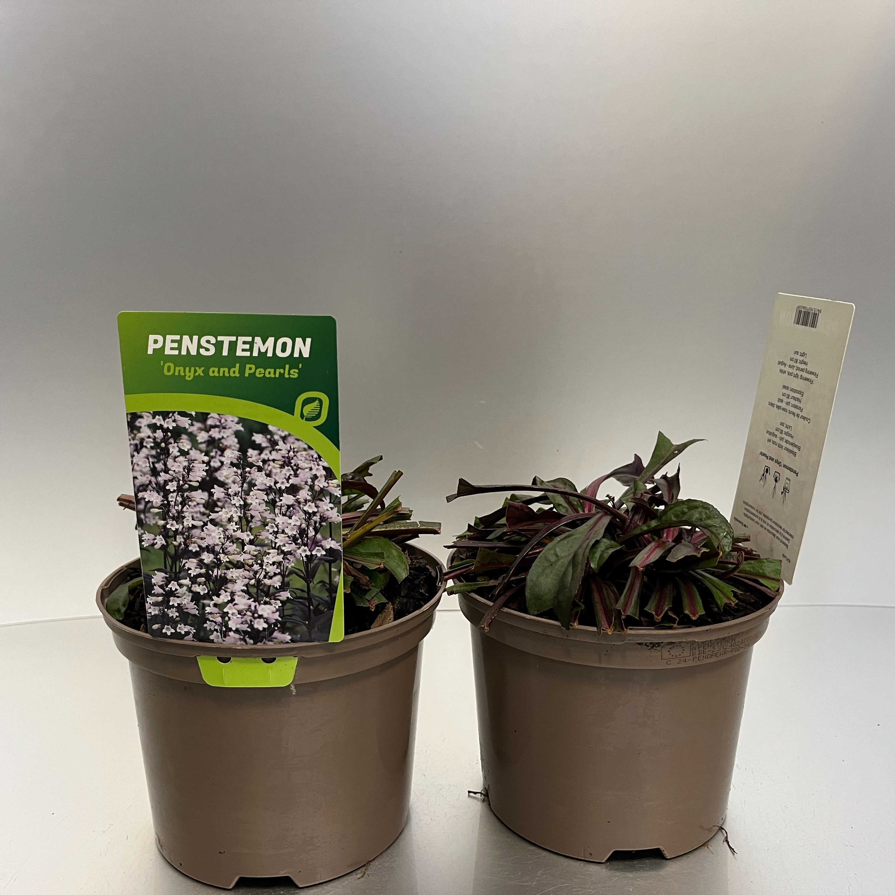 Picture of Penstemon Onyx and Pearls P17 (2 Ltr)