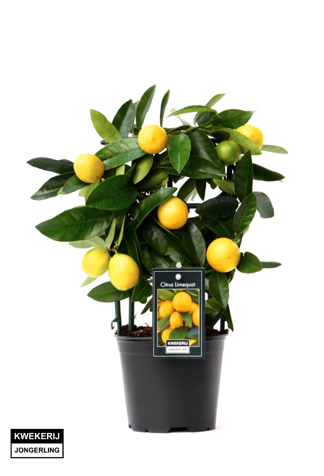 Picture of Citrus Lemon P12 TRELLIS-30/CM