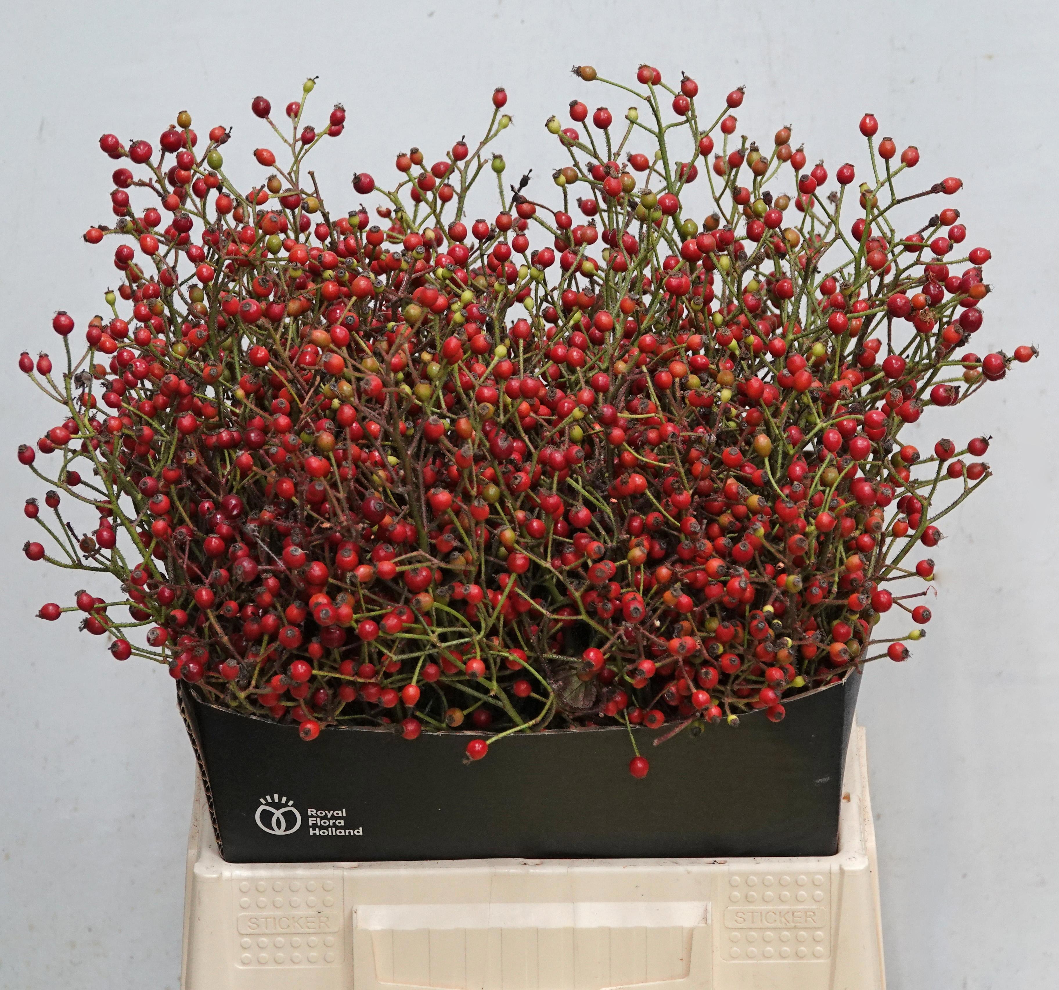 Rosa F Autumn Splash 40cm