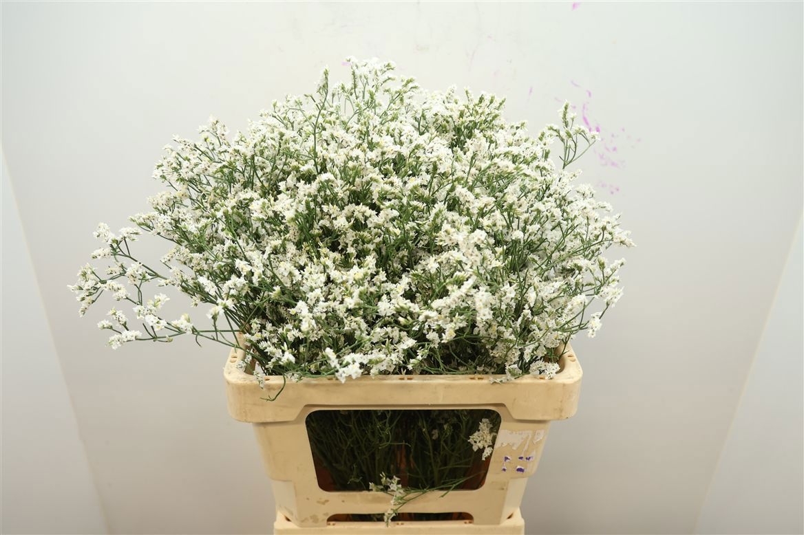 Limonium Sin China Whi 60cm 22gram
