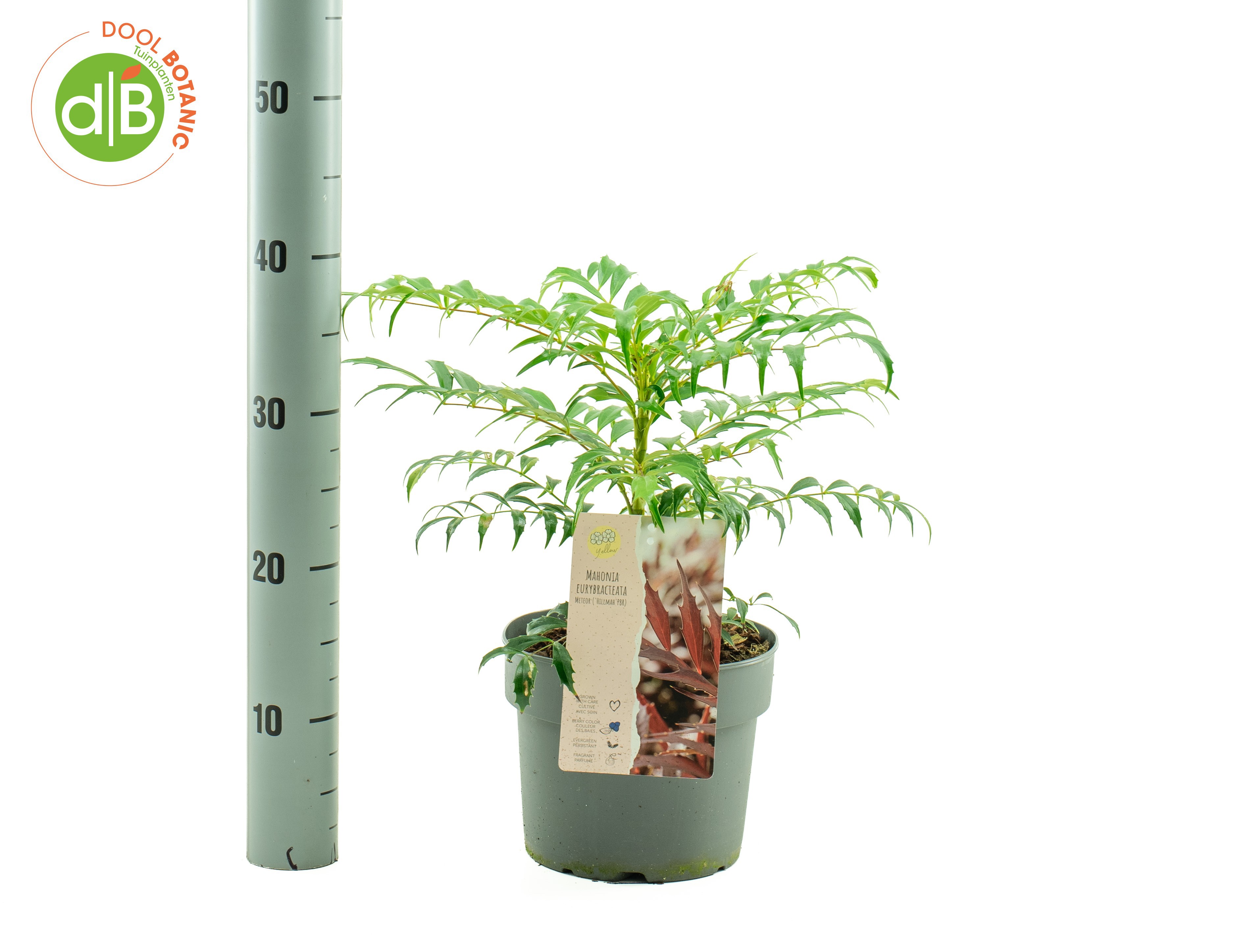 Mahonia eur. 'Meteor' pbr